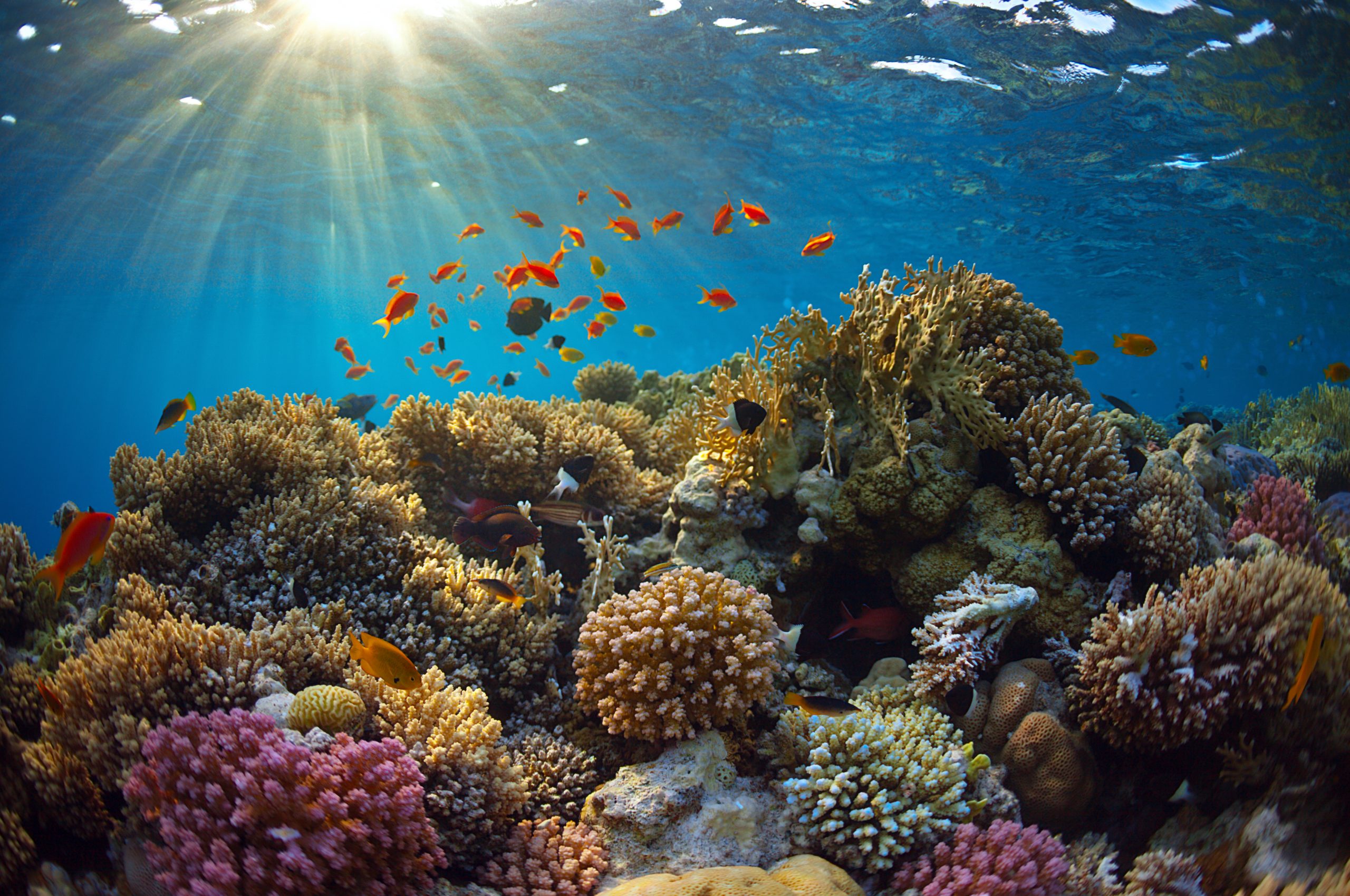 ריף אלמוגים | שיקום אלמוגים באילת